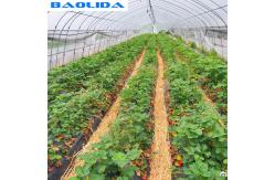 China Galvanized Steel Frame Greenhouse Grown Strawberries Simple Structure supplier