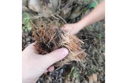 China 240 Pcs Per Day Palm Tree Leaves Pressed Pallet Making Machine supplier