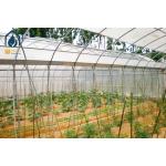 Customizable Multi Span Tunnel Greenhouse For Medium And Large Scale Farm
