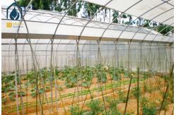 China Customizable Multi Span Tunnel Greenhouse For Medium And Large Scale Farm supplier