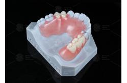 China TCS Flexible Partial Stain Resistant BPA Free Partial Dentures For Natural Look supplier