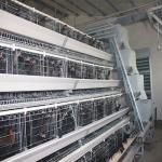 A Type Battery Layer Chicken Cage For Poultry 5 Door 195*41*41cm for sale