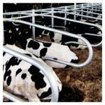 Galvanized Pipe Free Stall Barn for sale