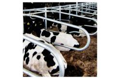 China Customized Size Free Stall Barn supplier