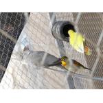 Stainless Steel Bird Enclosure Netting Impact Resistance 20mm - 100mm Aperture