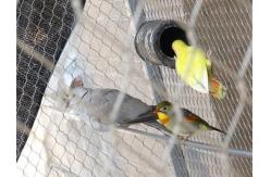 China Stainless Steel Bird Enclosure Netting Impact Resistance 20mm - 100mm Aperture supplier
