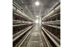 China H Type Automatic Layer Chicken Cage Poultry System Battery Cages Q235A Hot Dipped supplier