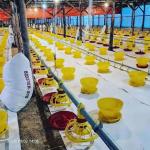 Poultry Farm Automatic Chicken Drinkers And Feeders for sale