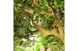 China Height 300cm Artificial Realistic Fake Trees , Realistic Fake Trees All Season supplier