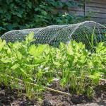 Garden 1/2'' Hexagonal Wire Netting 12M galvanised chicken wire mesh for sale