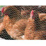 Galvanized Hexagonal Wire Netting 3feet breeding chicken coop wire mesh