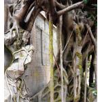 Customized Fiberglass GRC Landscaping Fake Tree For Garden Airport for sale