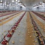 Broiler Automatic Feeder Chicken Breeding Equipment for sale