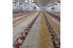 China Broiler Automatic Feeder Chicken Breeding Equipment supplier