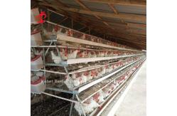 China Galvanized Steel Poultry Battery Cage System For Poultry Chicken Farms Using Sandy supplier
