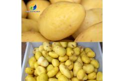 China Tengsheng 1200KG/H Potato Washing And Peeling Machine Carrot Melon Sand Roller supplier