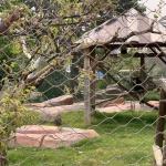 China Stainless Steel Wire Rope Mesh Net Outdoor Aviary Netting Protecting Mesh manufacturer