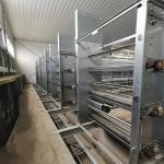 Hot Dipped Galvanized 6mm Manure Removal Equipment Siemens Motor for sale