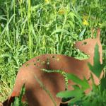 Corten Steel Yard Metal Embellishments Opossum Shape Easy To Install for sale