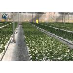 Large Scale NFT Vertical Hydroponic Farming System 100mm Width For Vegetables Herbs