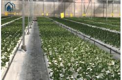 China Large Scale NFT Vertical Hydroponic Farming System 100mm Width For Vegetables Herbs supplier