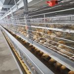 380V 50HZ Automatic Broiler Equipment For Chicken Houses Has Received SONCAP Approval. for sale