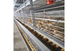 China 60-144 Broiler Poultry Equipment , ISO9001 Wire Bird Breeding Cages supplier