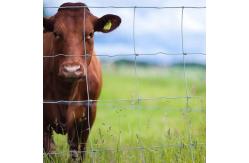 China ISO9001 Galvanized Cattle Farming Wire Mesh Fence 200m/Roll supplier