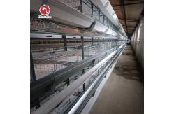 China Automated Poultry Equipment 4-8 Tier Hot-Dip Galvanized Egg Collecting Cage supplier