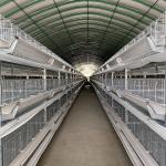 Poultry Battery Chicken Cage For Layers And 120 Layers 10 Tiers for sale