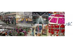 China Paper Ribbon manufacturer