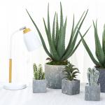 25cm High Plastic Artificial Aloe For Dining Room Holiday Decor for sale