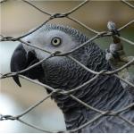 High Strength Knotted Stainless Steel Rope Wire Mesh For Zoo Enclosure for sale