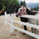 UV Resistant Vinyl Horse Farm Fence White Horse Rail Fence for sale