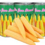 Peeled 454g Canned Fruits Vegetables Canned Baby Corn In Brine for sale