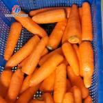 Automatic Stainless Steel Carrot Peeling Machine 0.1kw Food Processing Line
