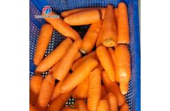 China Automatic Stainless Steel Carrot Peeling Machine 0.1kw Food Processing Line supplier