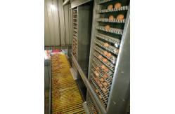 China 6 Tiers 108 Chickens Broiler Cage System For Little Chick supplier