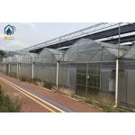 Agricultural Multi Span Strawberry Green House Plastic Shed Tomato Tunnel Greenhouse for sale