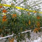 Length 3000M/Roll 3600m/Roll Agriculture Baler Twine , UV Resistance Tomato Twine for sale