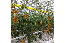China Farm Polypropylene Tomato Tying Twine With Hook 7m / 10m / 14m / 19m supplier