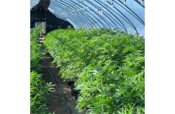 China 100% Shade Net Tunnel Agriculture Black Film Light Deprivation Greenhouse Blackout supplier