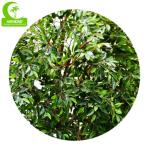 No Nursing H150cm Plastic Ficus Tree , Small Artificial Tree durable
