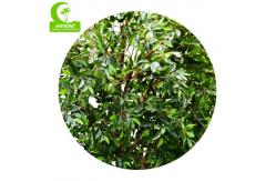 China No Nursing H150cm Plastic Ficus Tree , Small Artificial Tree durable supplier