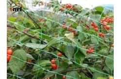 China Green Nylon Anti Bird Net UV Resistant Netting For Crops And Gardens supplier