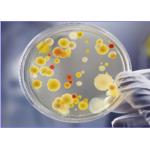 RAL 9003 Protective Antimicrobial Powder Coating For Indoor Metal Surface Coating