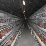 A Frame Poultry Battery Cage Automatic Feeding Cleaning System for sale