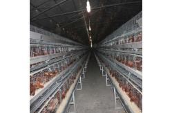 China Chicken Farm Layer Poultry Cage Automatic Water Drinking System supplier