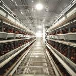 650x625x500mm Layer Chicken Cage for sale