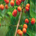 Orchard Anti Bird Mesh Netting For Blueberry And Grape Protection